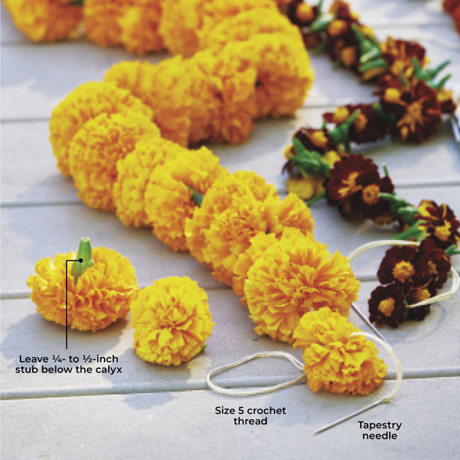 Marigold garland how to: When harvesting the marigold flower heads, leave ¼- to ½-inch stub below the calyx.