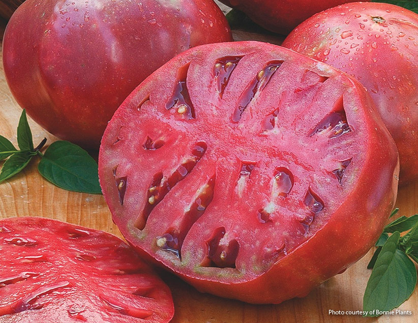 v-tom-delicious-tomato-reco-2: ‘Cherokee Purple’ beefsteak tomatoes are perfect for BLTs.