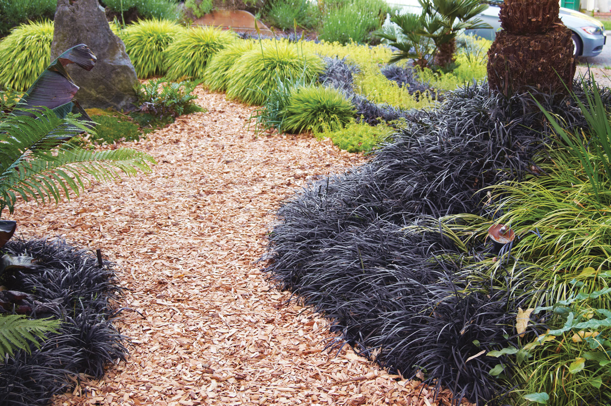 Black Mondo grass used as an edging plant on a garden pathway