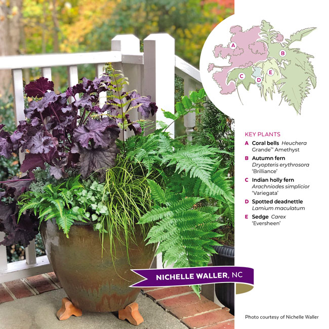 Garden gate container challenge Nichelle Waller shade container: These plants are evergreen and cold hardy in Nichelle’s USDA zone 8 garden. So the container stays out through winter with no extra protection. 