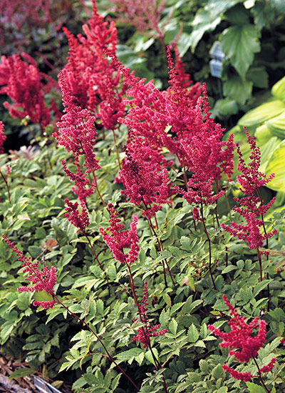 Astilbe (Astilbe spp. and hybrids)