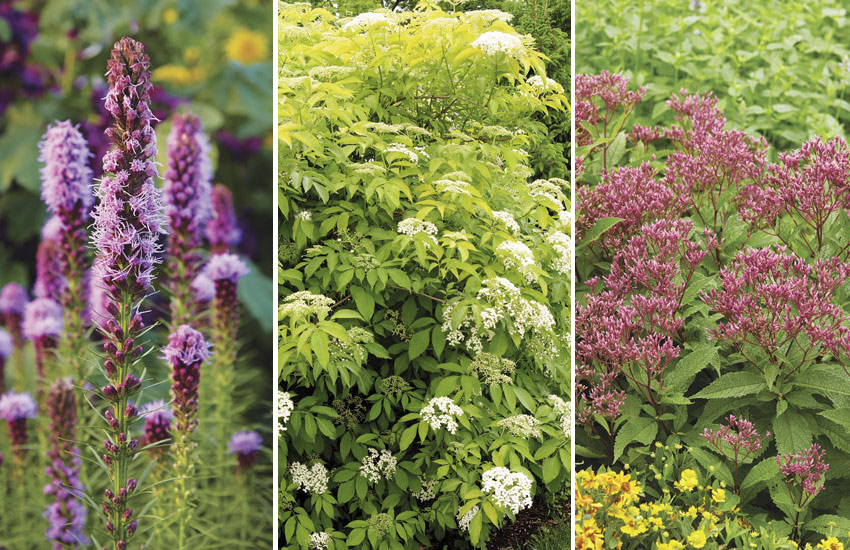 bird garden plant collage: Growing a mix of perennials and shrubs in your garden provides food sources and shelter.