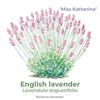 English Lavender illustration by Carlie Hamilton: ‘Miss Katherine’ English lavender