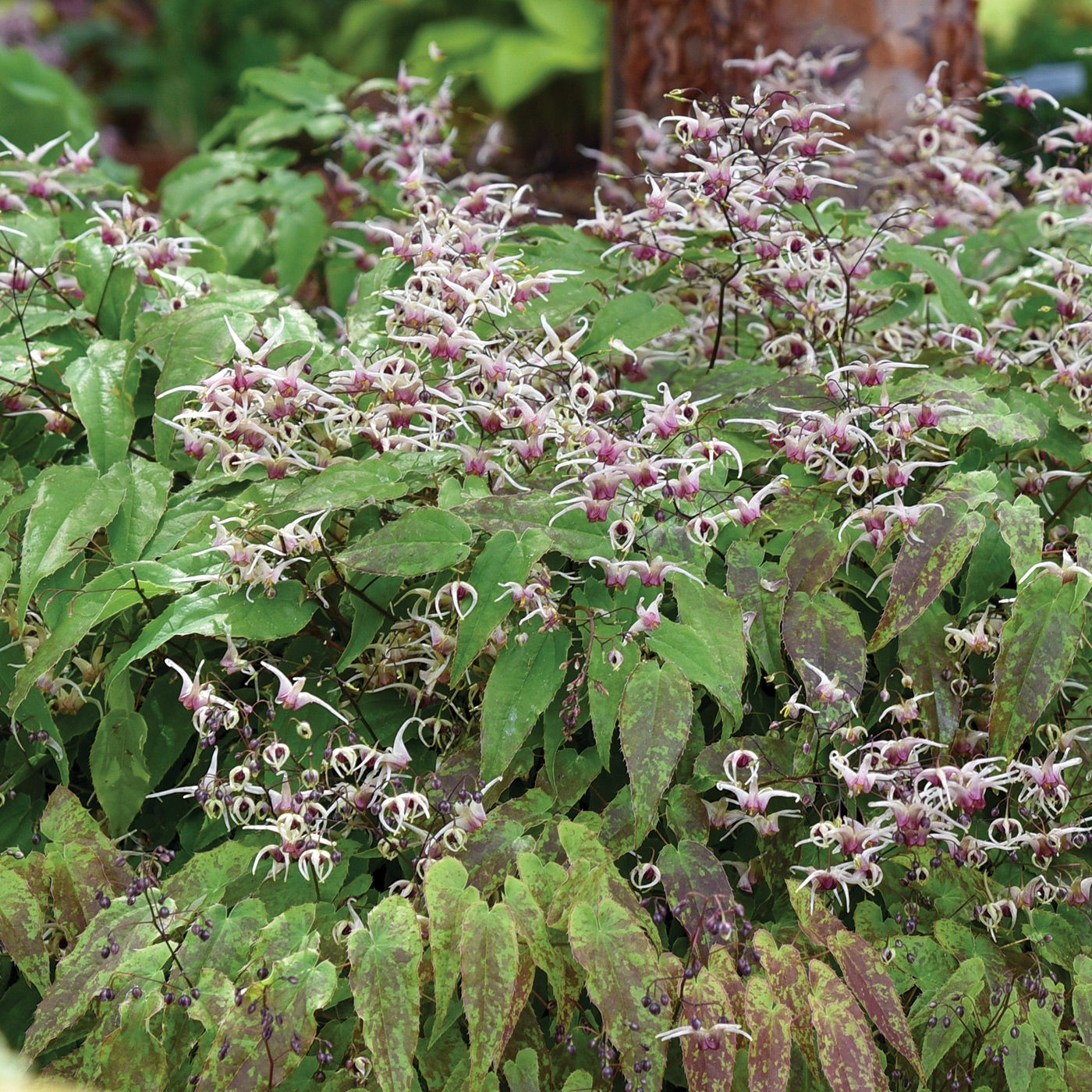 Domino epimedium photo courtesy of Walters gardens, Inc.