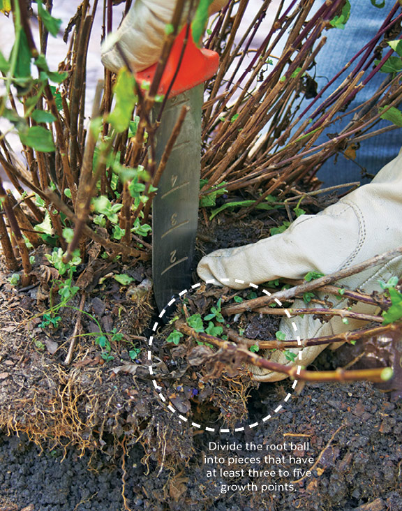 Dividing Speedwell veronica plants: Use a soil knife to cut speedwell into pieces once it’s out of the ground. If the center of the plant looks woody without much growth, just toss that in the compost pile.