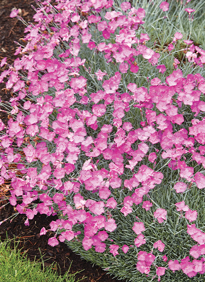‘Firewitch’ Dianthus (Dianthus spp. and hybrids)