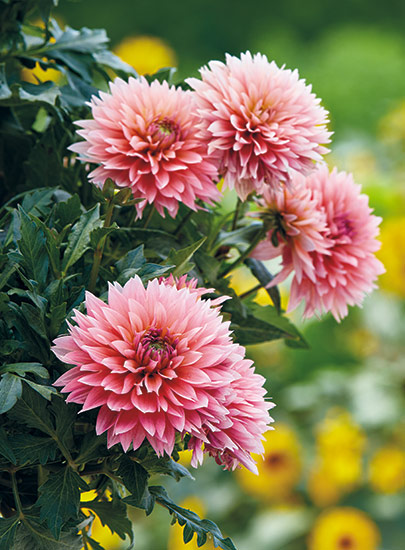 Gardenetta Passion Fruit dahlia (Dahlia pinnata)