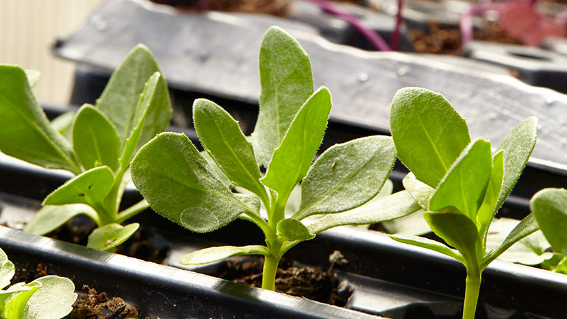 Seedlings in a plant tray: Get a group of friends to grow different types of plants and do a plant swap!