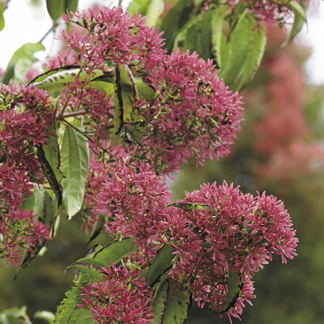 Seven son flower: Seven-son flower makes a great focal point in small space gardens.