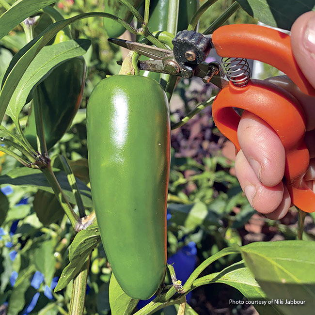 Harvesting peppers courtesy of Niki Jabbour: Snipping peppers prevents you from ripping entire branches from the stem.