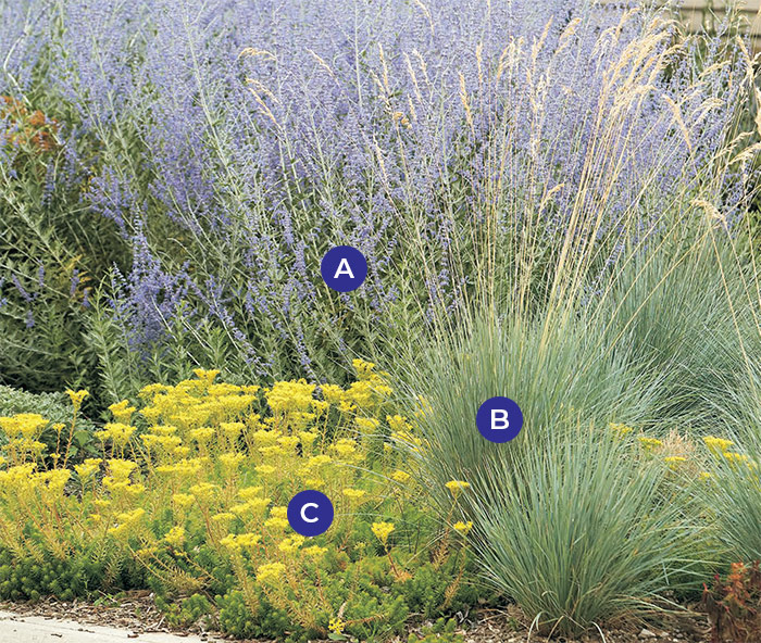 Russian sage drought tolerant combo lettered: Soft lavender Russian sage and blue oat grass foliage combine with bright yellow sedum flowers in a pleasing color palette. 