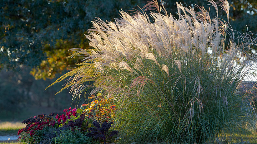 The Best Maiden Grasses For Your Garden, Types Of Tall Grass For Landscaping