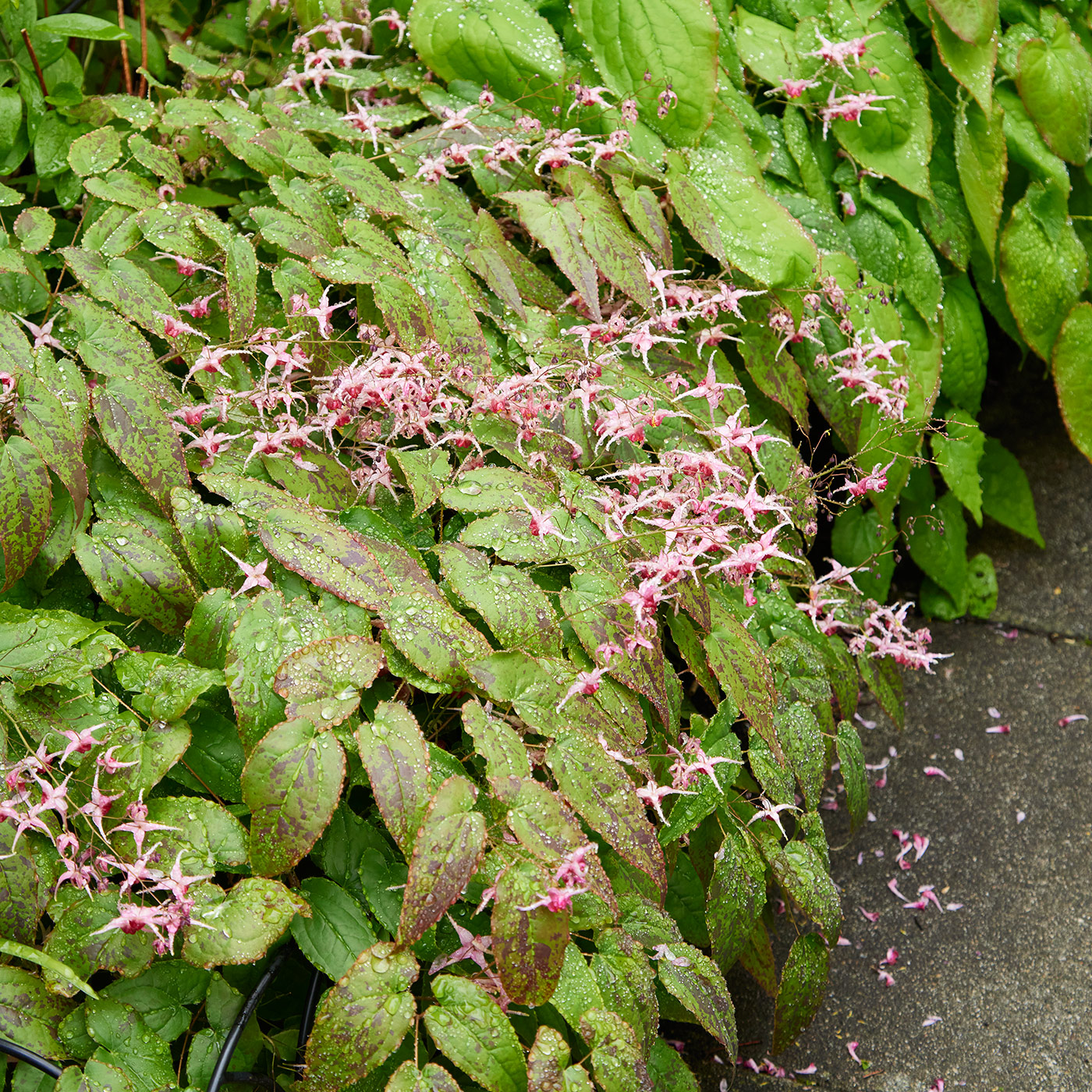 ‘Pink Champagne’ Epimedium hybrid: ‘Pink Champagne’ epimedium has raspberry pink blooms and interesting evergreen foliage.