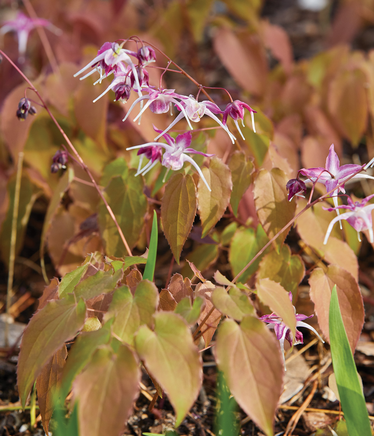 Dark Beauty epimedium
