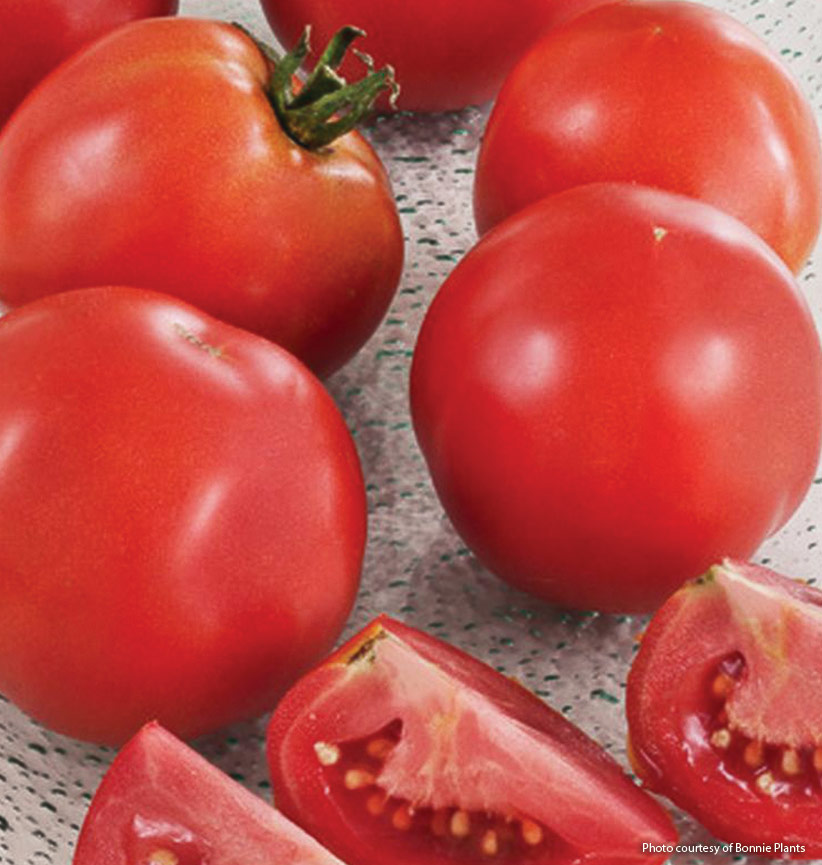 v-tom-delicious-tomato-reco-4: ‘Early Girl’ bush tomatoes are idea for small space gardens.