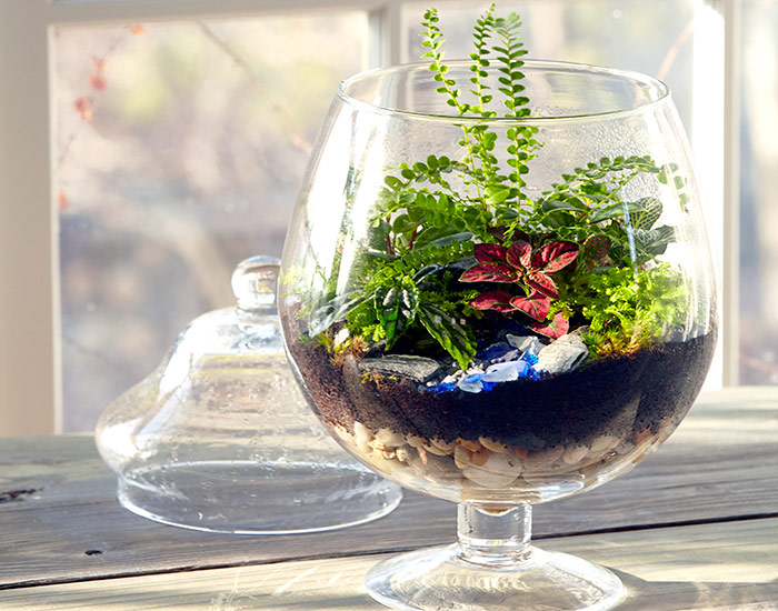 Build a terrarium for a gift: Building a terrarium is a great way to show kids  the amazing variety of plants and how they grow.