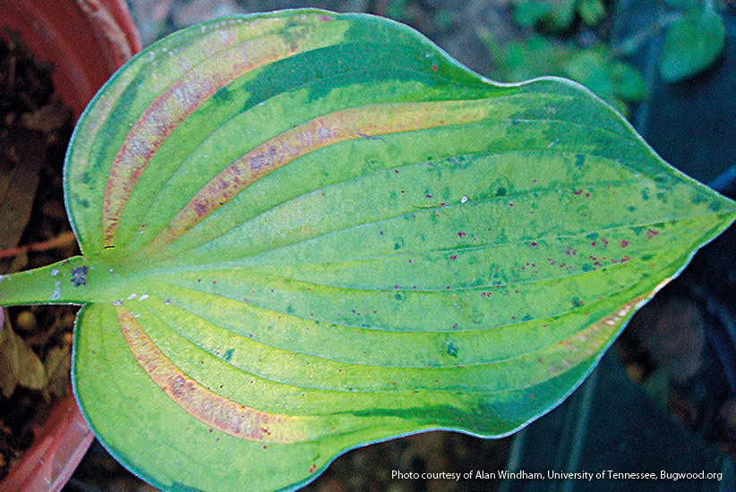 hosta-troubles-foliar-nematode: Look for brown spots on hosta leaves, like the ones in the photo above, from late summer to early fall to indicate foliar nematode.