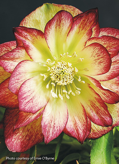 ‘Sun Flare’ hellebore (Helleborus x hybridus)