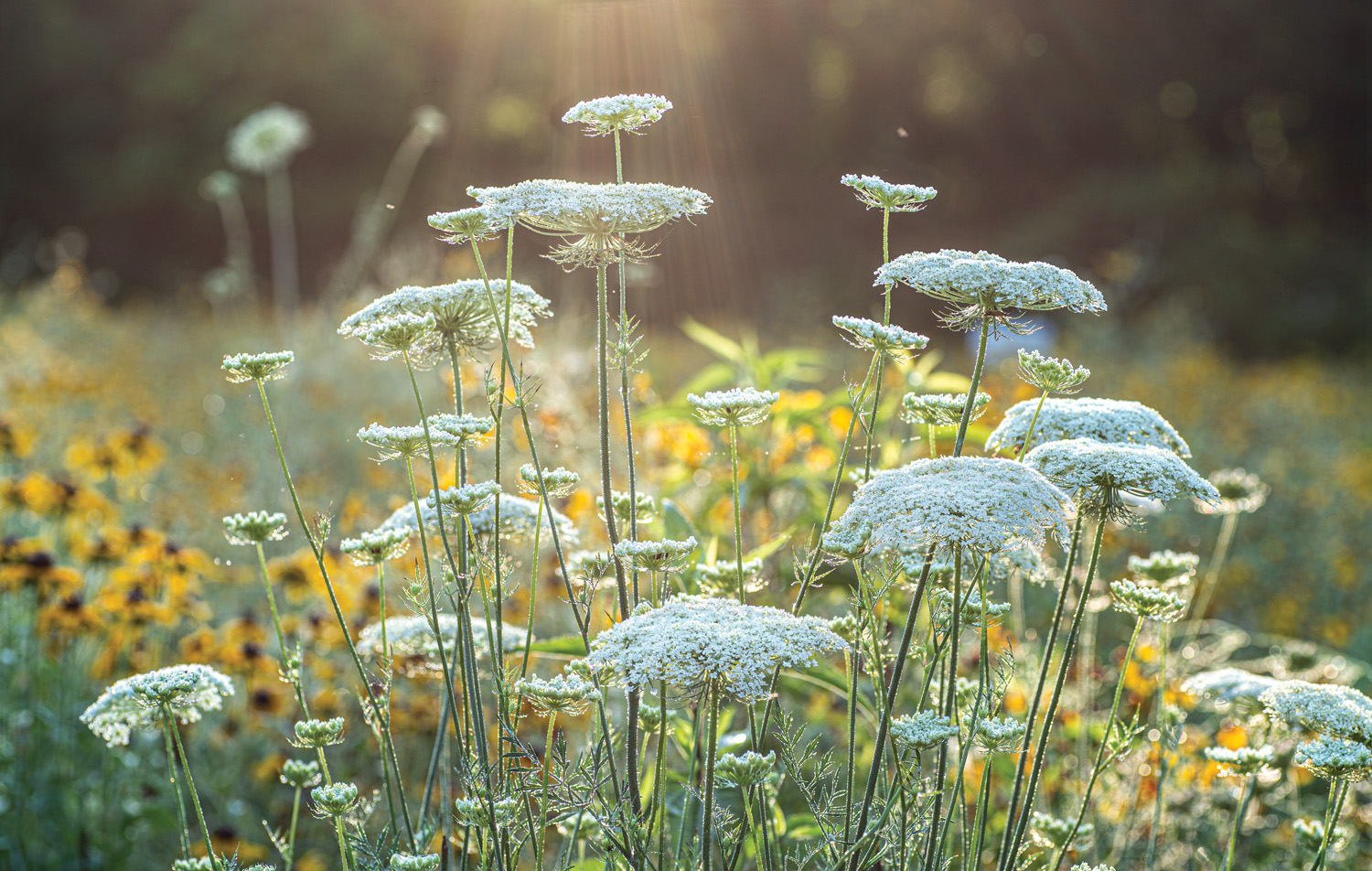 GG185PESTS 22 AdobeStock 363600943 Gerry: 