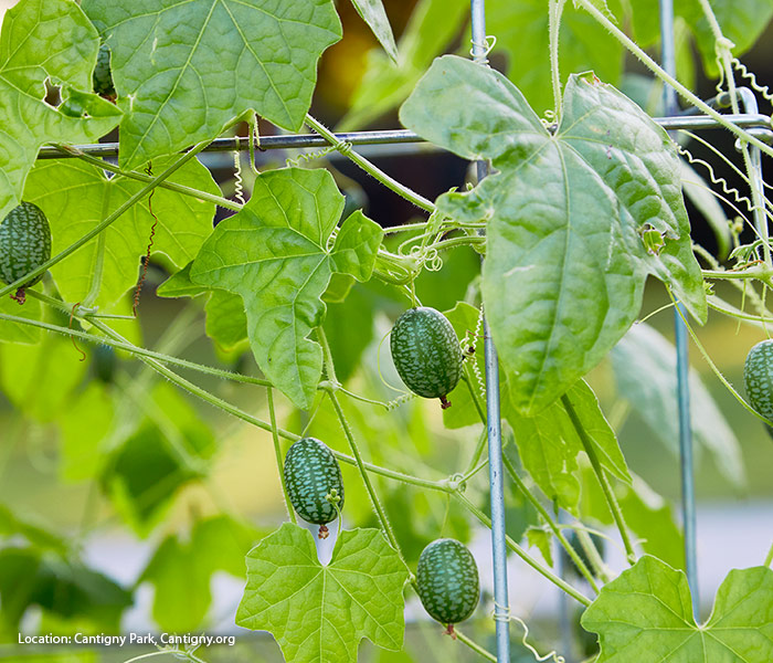 Cucamelon growing on a vine - Leaf, Root & Fruit Gardening Services