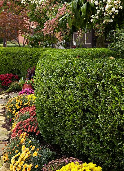 Boxwood (Buxus sempervirens)