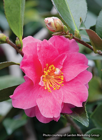 ‘Shishi Gashira’ camellia (Camellia sasanqua)