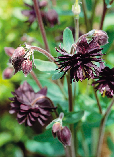 Black flowers and plants Black Barlow Columbine: 'Black Barlow' columbine is easy to grow and makes a great cut flower in spring.