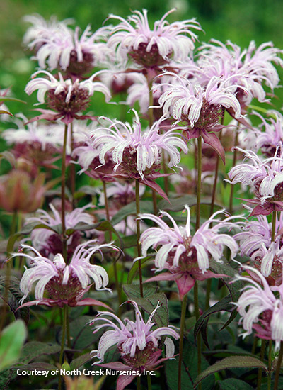 Bee balm (Monarda bradburiana)