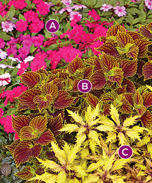 Coleosaurus coleus with pink impatiens and blonde bombshell coleus: Mix a couple coleus varieties along with impatiens for a colorful show in shade.