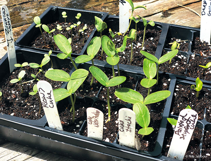 seed starting tray of cucumbers seedlings photo  Copyright Niki Jabbour: Once outside temperatures are consistently above 60 degrees F at night, you can transplant seedlings started indoors.