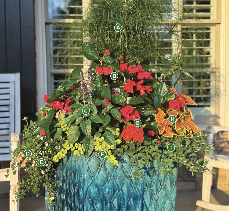 2026 Container garden challenge honorable mention Summer Bryan