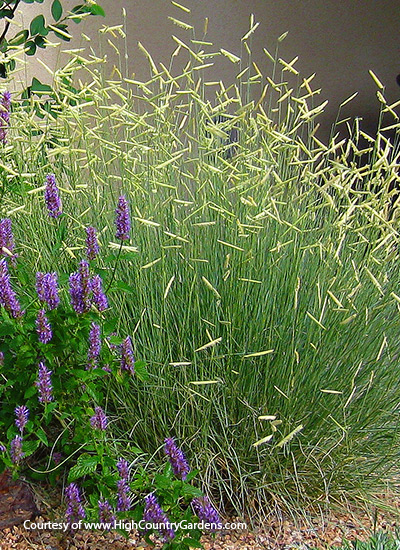 Blue grama (Bouteloua gracillis ‘Blonde Ambition’)