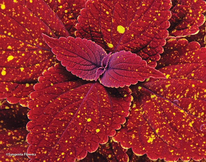 Moondust coleus Syngenta Flowers:  Moondust coleus blooms so late there's usually no need to deadhead.  