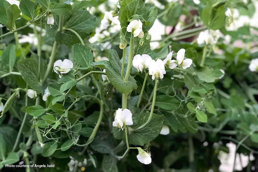 'Sugar Daddy' snap pea blossoms.: 'Sugar Daddy' snap pea blossoms.