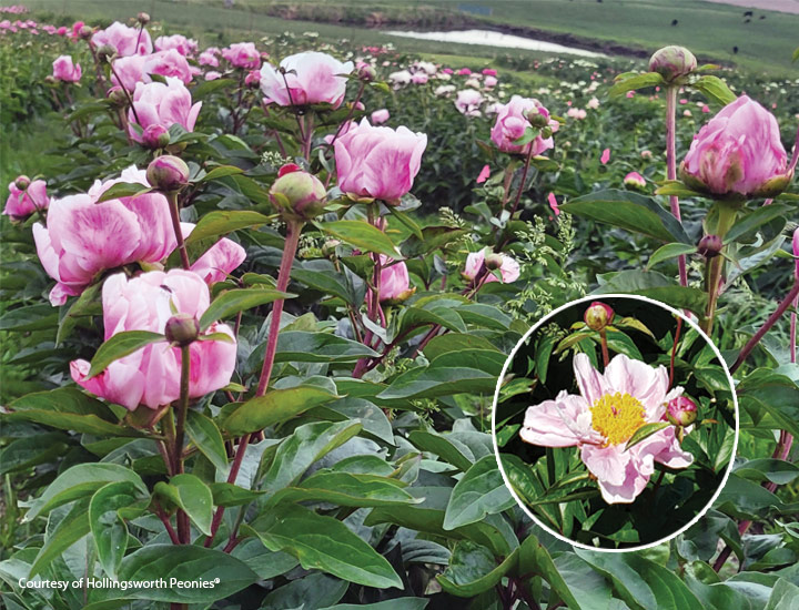 Rouge Harlequin peony courtesy of Hollingsworth peonies: These beautiful 6-inch blooms are sure to catch your eye in spring.