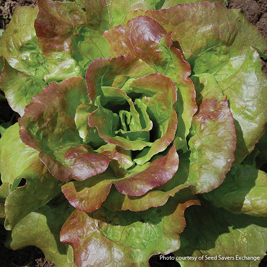 ‘Grandma Hadley’s’ lettuce