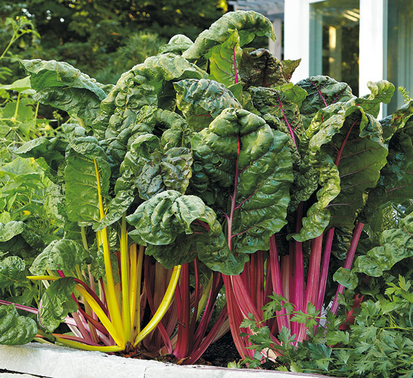 Swiss chard (Beta vulgaris ‘Bright Lights’)