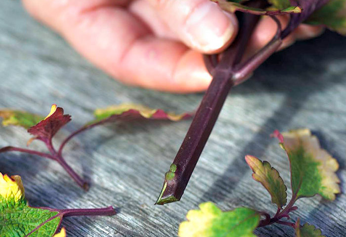 how-to-grow-coleus-from-cutting-remove-lower-leaves: Removing the lower leaves helps keep debris out of the water.