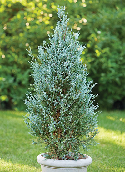 Rocky mountain (Juniper Juniperus scopulorum)