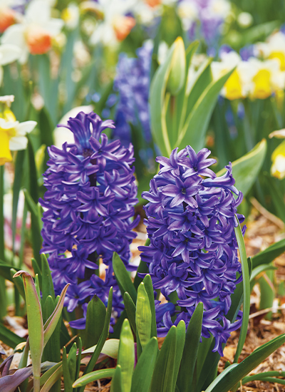 Hyacinth (Hyacinthus orientalis) 