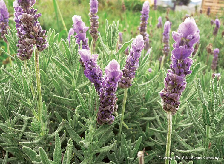 French Lavender blooms courtesy of W. Atlee Burpee Company: In mild winter areas French lavender can bloom almost year-round. 