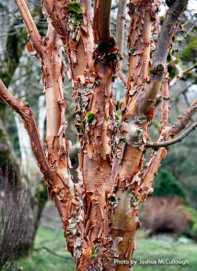 Paperbark maple (Acer griseum)