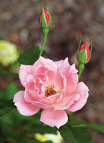 Rose (Rosa spp. and hybrids)