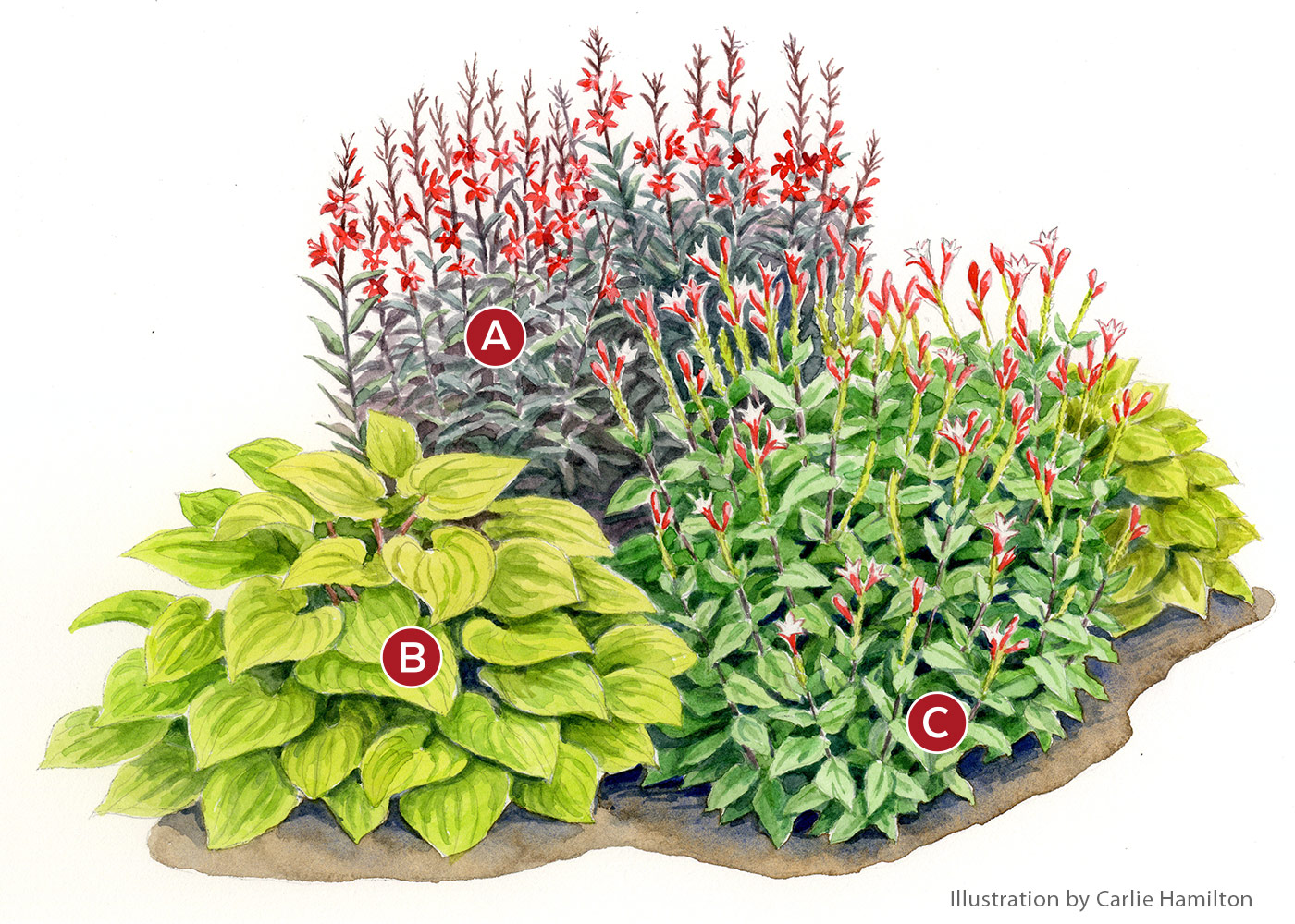 Spigelia-Vignette-lead-lettered Illustration by Carlie Hamilton