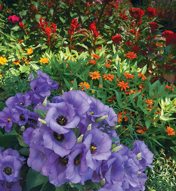 Purpurowy lisianthus z ciepłymi kolorowymi kwiatami w tle: Karłowy lisianthus 'Ventura Purple' stanowi chłodne tło dla wyższych, gorących roślin jednorocznych, takich jak cynnia 'Profusion Orange' i czerwone koguciki.