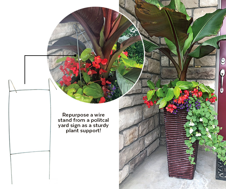 174-banana-tip-lead: An old yard sign frame makes for a sturdy plant support for this red banana plant.