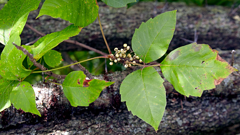 Poison ivy leaves with berries: Poison ivy’s berries ripen about the same time the leaves turn red in fall.