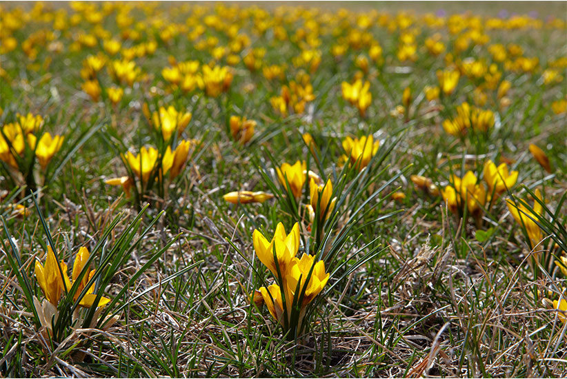 Bulbs on a budget naturalized crocus: For a natural look, toss a few bulbs like these crocus on the lawn and plant them in the spot where they land. If you want more than one flower color, mix the bulbs before tossing or alternate colors as you plant. 