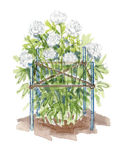 Growing-Peonies-DIY-staking: Use green stakes and twine and even this DIY stake will disappear as the foliage matures.