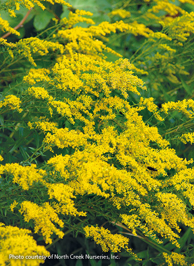 Anise-scented goldenrod  (Solidago odora)